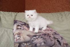 Персидская кошка.