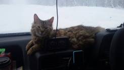 Кошки.