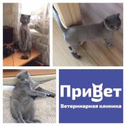 Стрижка собак и кошек