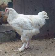 Куры.