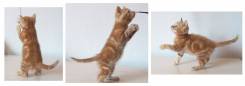 Кошки.