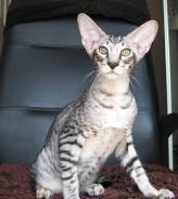 Ориентальная кошка.