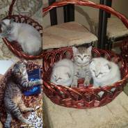 Шотландская кошка.