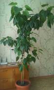 Гибискус.