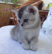 Британская кошка.
