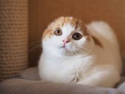 Шотландская вислоухая кошка.