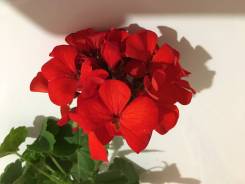 Пеларгония.