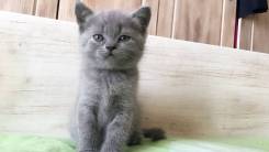 Шотландская кошка.
