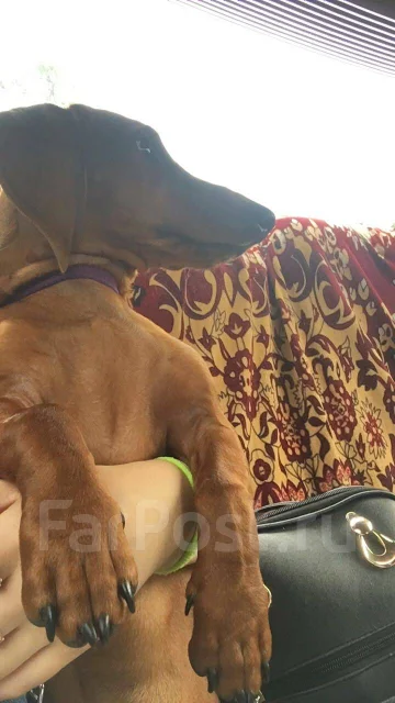 �����. ����