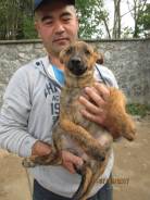 Щёнок( полностью вакцинирован)девочка