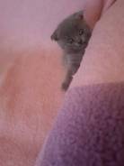 Шотландская кошка.