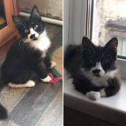 Кошки.