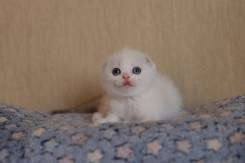 Шотландская вислоухая кошка.