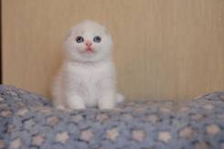 Шотландская вислоухая кошка.