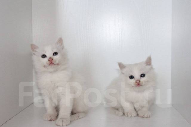 Белые и пушистые котята. Турецкая Ангора, в наличии. Цена: 500₽ в Хабаровске