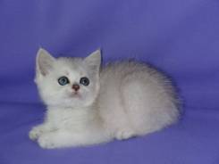 Британская кошка.