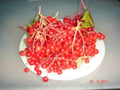 Калина.
