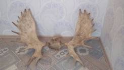 Рога животных.