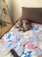 Кошки.