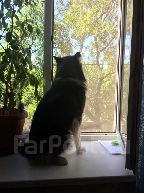 �����. ����