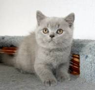 Британская кошка.