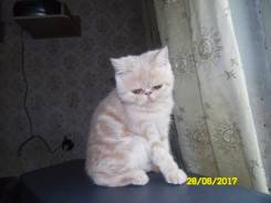 Экзотическая короткошерстная кошка.