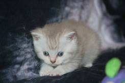 Британская кошка.
