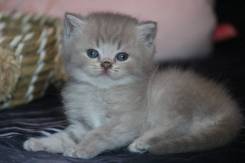 Британская кошка.