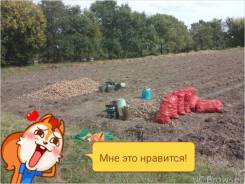 Картофель.