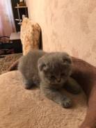 Британская кошка.