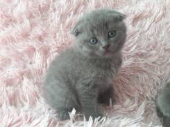 Шотландская кошка.