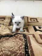 Шотландская кошка.