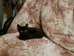 Кошки.