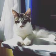 Кошки.