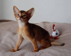 Абиссинская кошка.