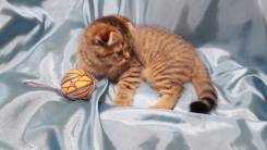 Шотландская вислоухая кошка.