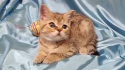 Шотландская прямоухая кошка.