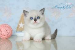 Британская кошка.