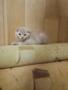 Шотландская вислоухая кошка.