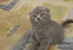 Шотландская вислоухая кошка.
