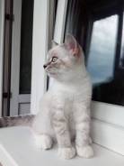 Шотландская кошка. Под заказ