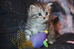 Норвежская лесная кошка.