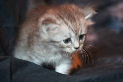 Норвежская лесная кошка.