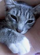 Кошки.
