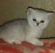 Британская кошка.