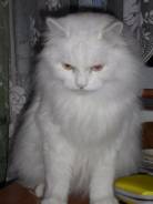Кошки.