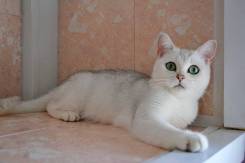 Британская кошка.