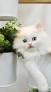 Котенок красивый, белоснежный