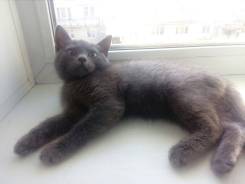 Кошки.