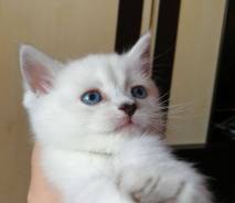 Британская кошка.